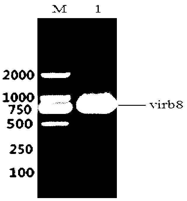 Brucella abortus indirect enzyme linked immunosorbent assay (ELISA) detection kit