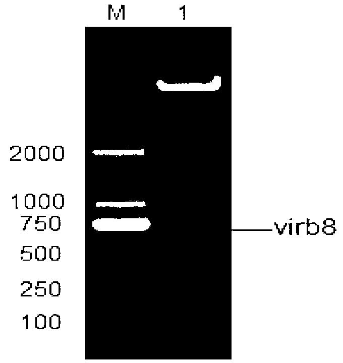 Brucella abortus indirect enzyme linked immunosorbent assay (ELISA) detection kit