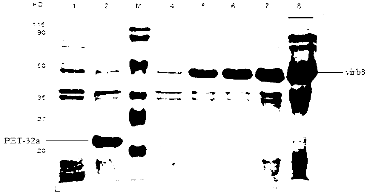 Brucella abortus indirect enzyme linked immunosorbent assay (ELISA) detection kit