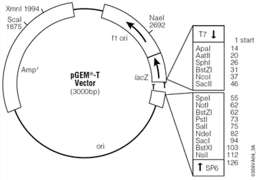 Method for screening natural antisense transcripts related to human tumor