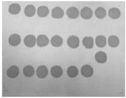 Kit for detecting heredity and susceptibility mitochondria deafness genes