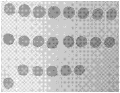 Kit for detecting heredity and susceptibility mitochondria deafness genes