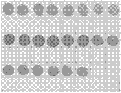 Kit for detecting heredity and susceptibility mitochondria deafness genes