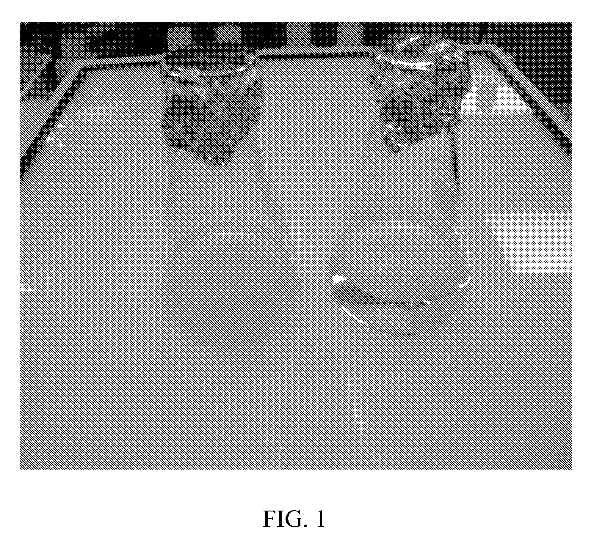 Compositions for targeted Anti-aging therapy