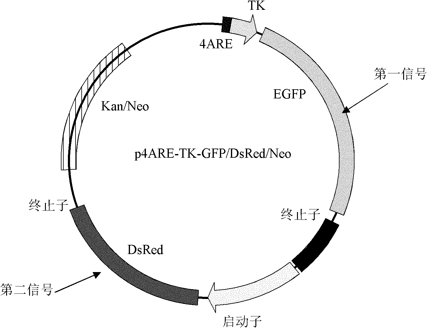 Double-signal transgenic cell sensor for screening chemopreventive agent and establishment method thereof