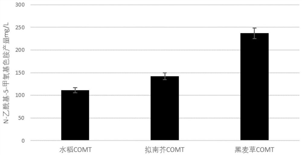 Genetically engineered bacterium for producing N-acetyl-5-methoxytryptamine as well as construction method and application of genetically engineered bacterium