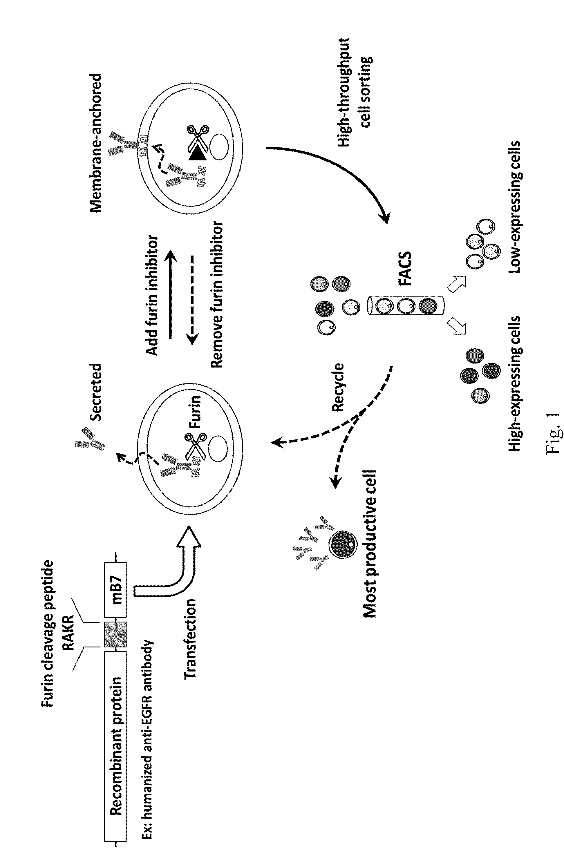 Method of high-throughput sorting of high expression cell and cells sorted therefrom