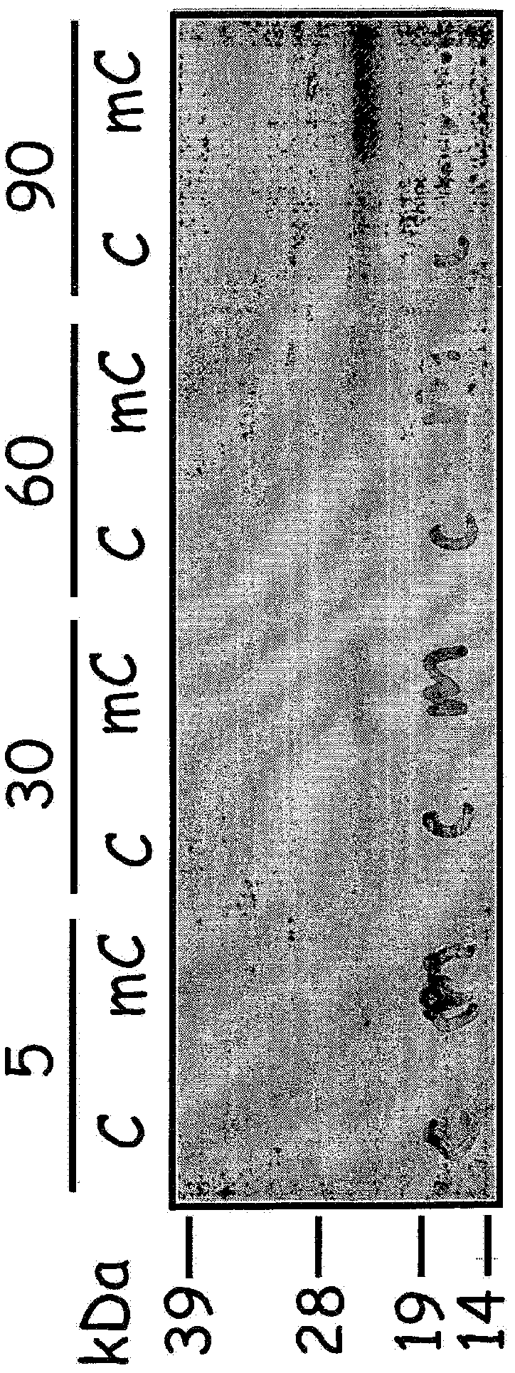 Reengineering mrna primary structure for enhanced protein production