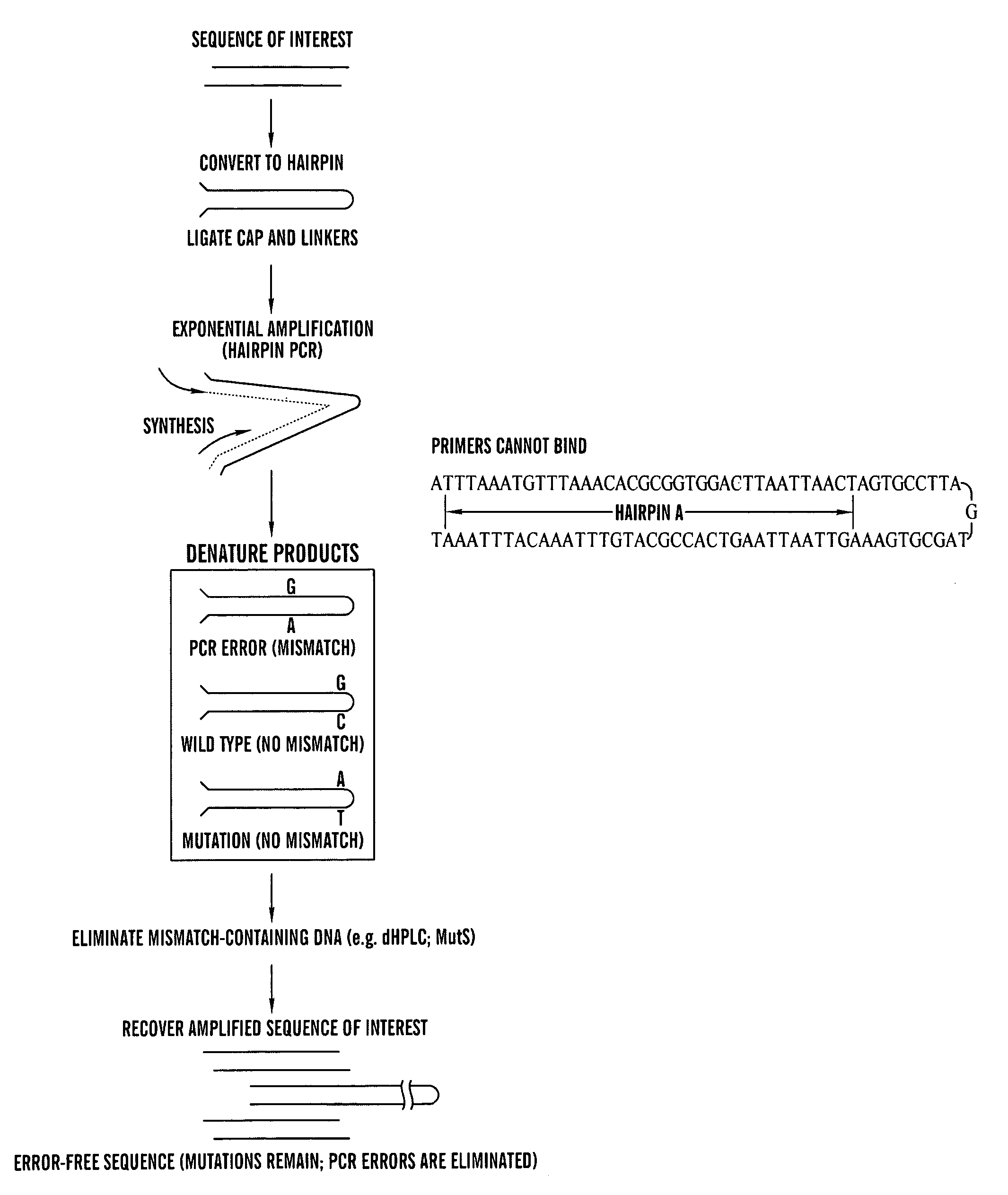 Amplification of DNA in a hairpin structure, and applications