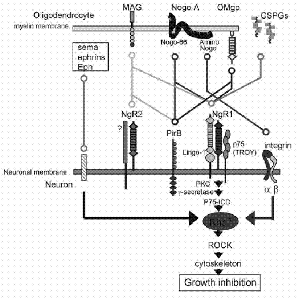 PirB extracellular polypeptide and application