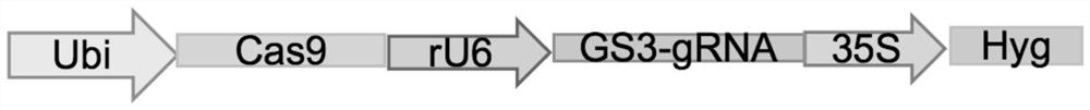 Application of substance inhibiting expression of OaGS3 gene to regulating and controlling grain length of tetraploid wild rice