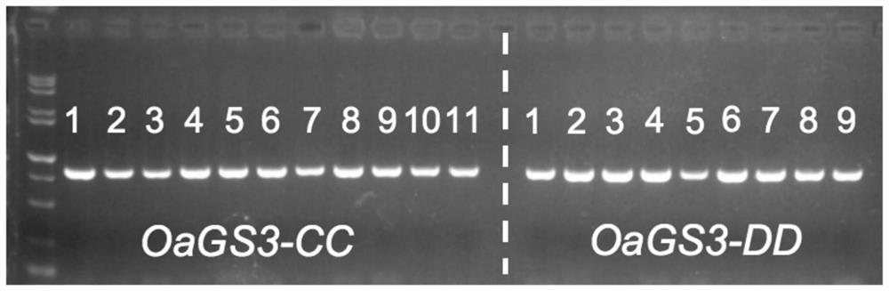 Application of substance inhibiting expression of OaGS3 gene to regulating and controlling grain length of tetraploid wild rice