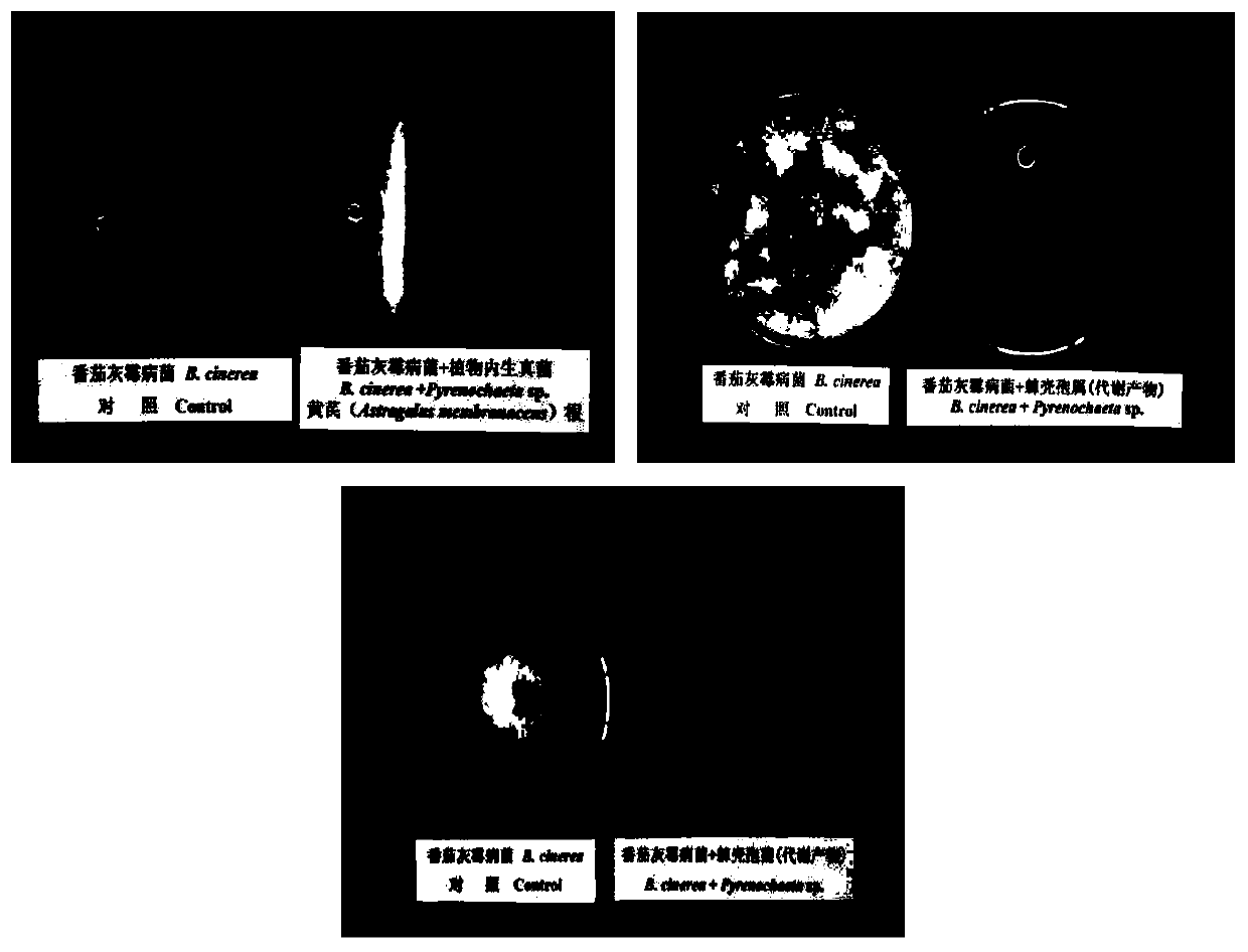 Radix astragali root source pyrenochaeta for efficiently inhibiting botrytis cinerea and application for radix astragali root source pyrenochaeta