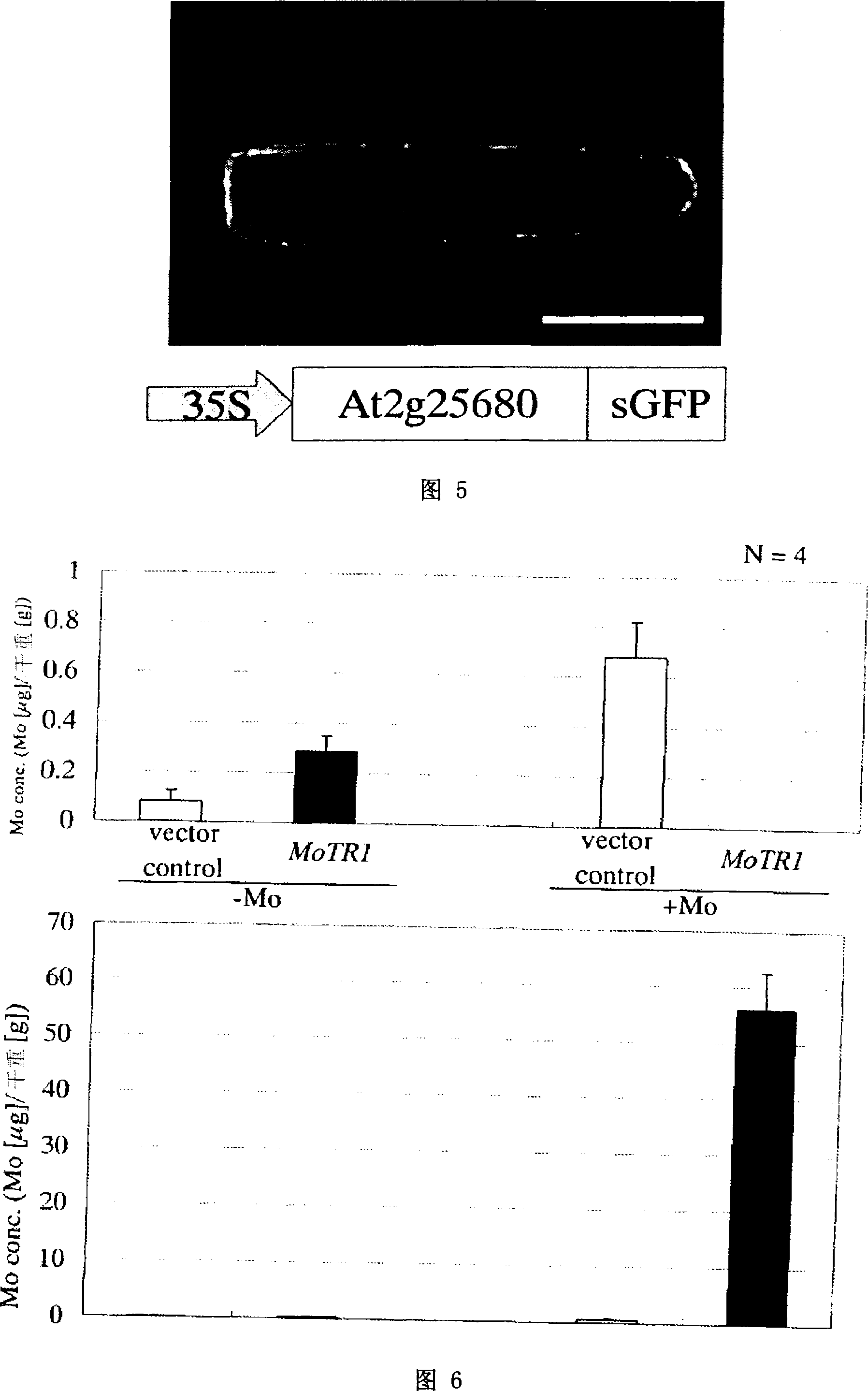 Molybdenum transporter and gene thereof