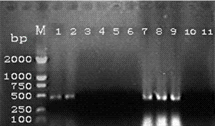 Rapid PCR (Polymerase Chain Reaction) testing method of silkworm densovirus BmDNV