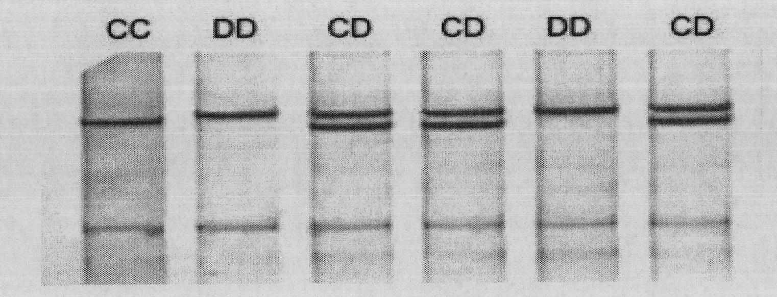 Method for detecting number of littermate and characters of sow