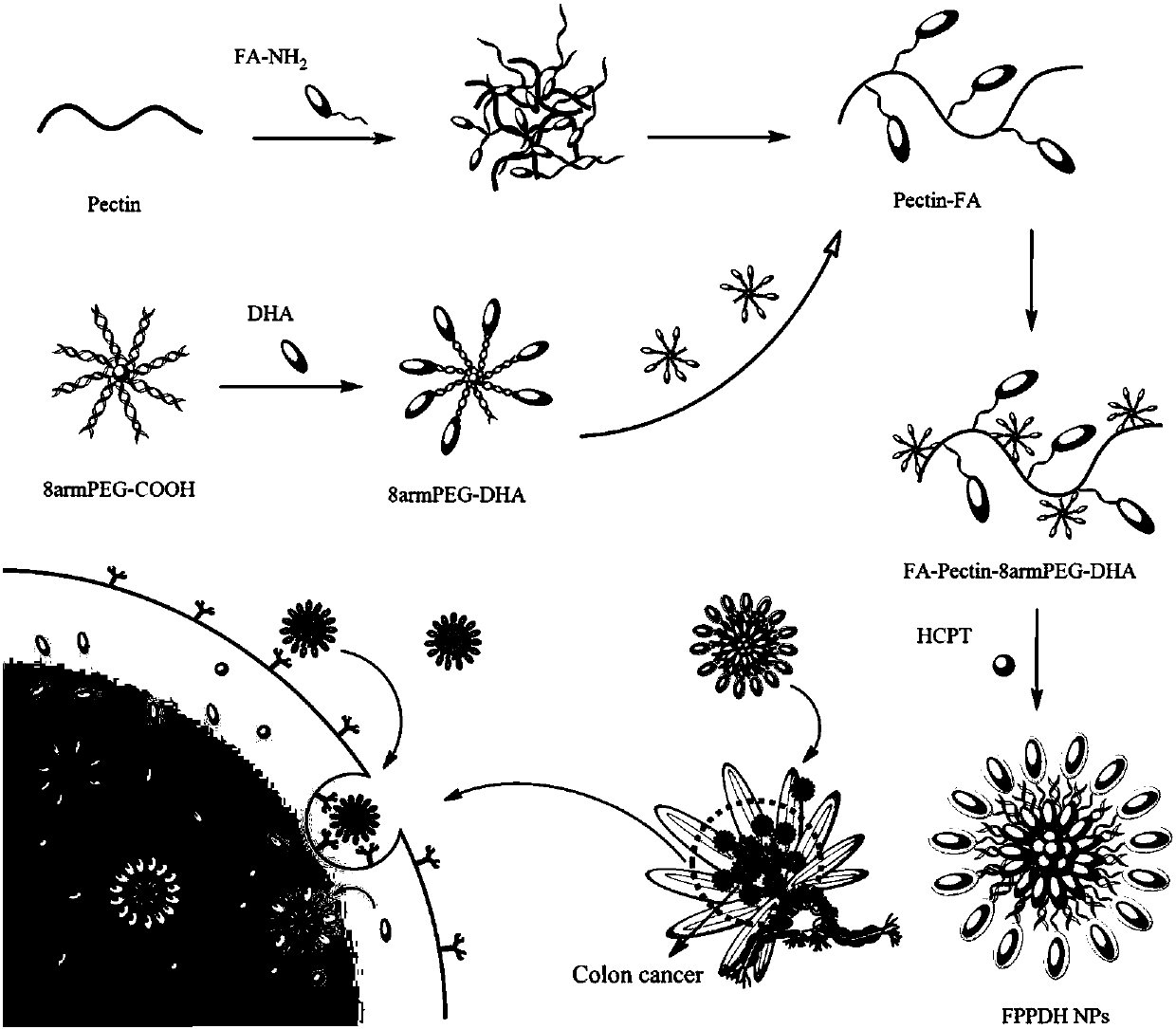 Preparation of novel double-targeted pectin-dobby polyethylene glycol-combined anticancer drug