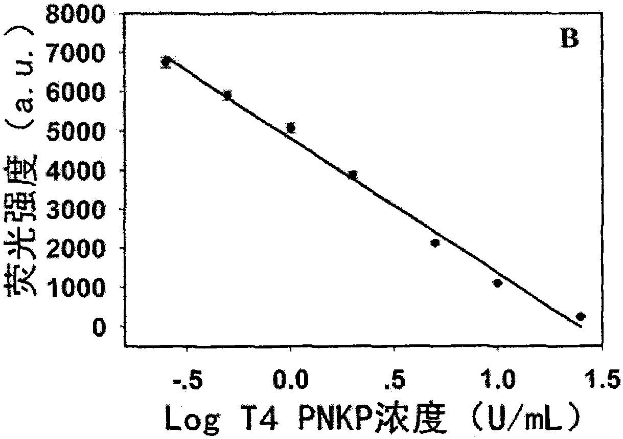 A new method for label-free detection of t4 polynucleotide kinase/phosphatase and its inhibitors based on fluorescent copper nanoparticles