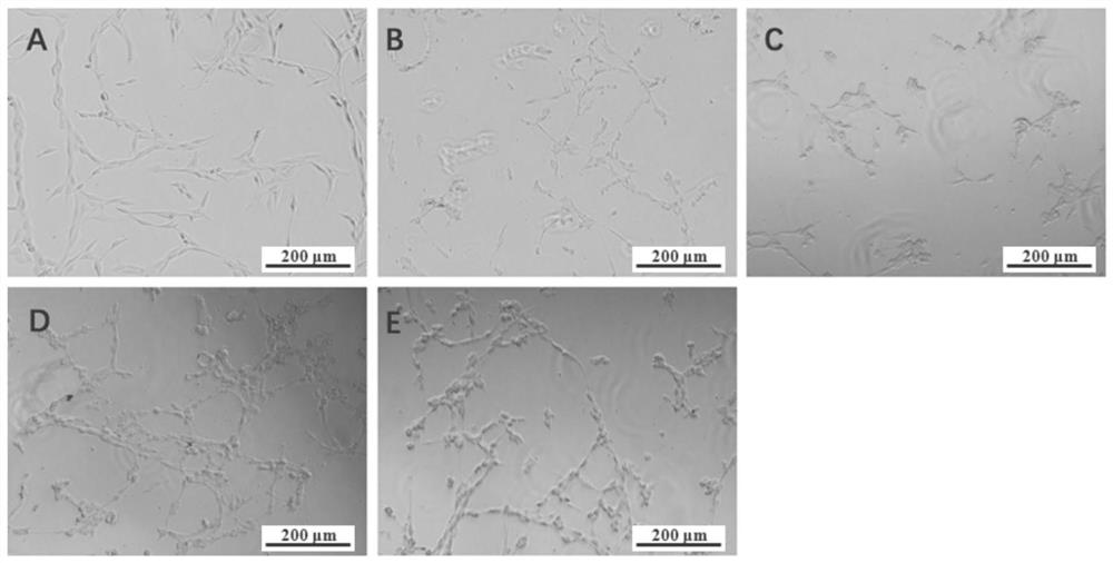 Preparation method and antioxidant application of taro flower water extract