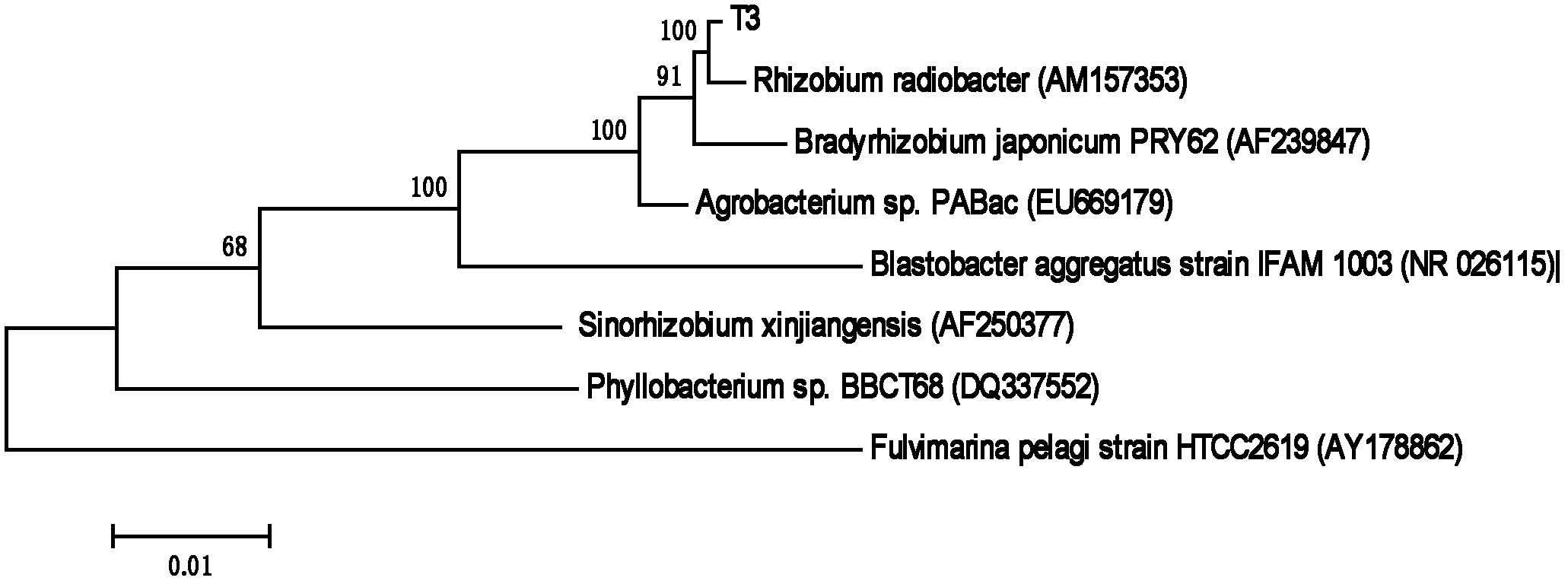 Rhizobium sp. T3 and applications thereof in microbial degradation hydrogen sulfide