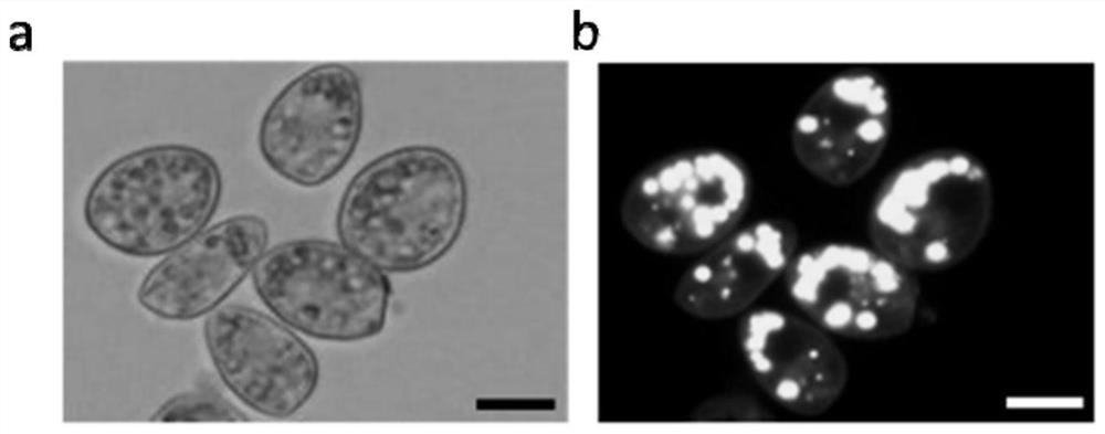 Method for producing biodiesel by using red tide algae and algicidal bacteria