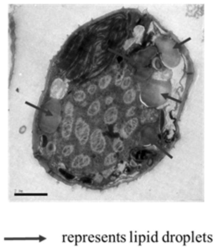 Method for producing biodiesel by using red tide algae and algicidal bacteria