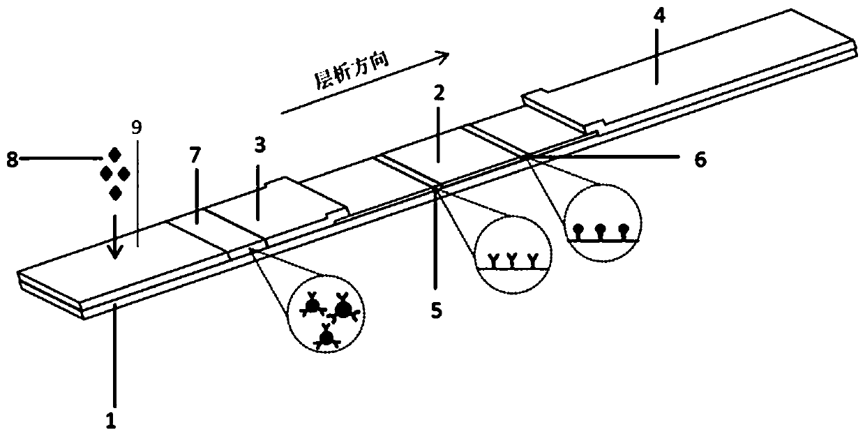 Immunochromatographic detection card for rapidly detecting glial fibrillary acidic protein and preparation method thereof