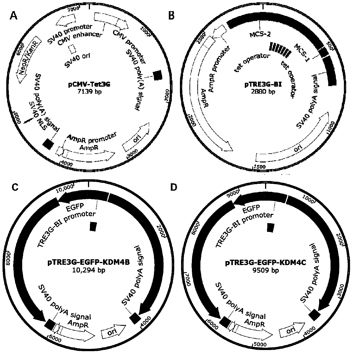 A vector, cell and method for improving bovine cloning efficiency based on the modification of histone methylation level