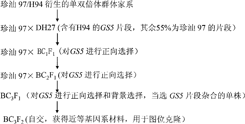 Cloning and application of major gene GS5 capable of controlling width and weight of rice grain