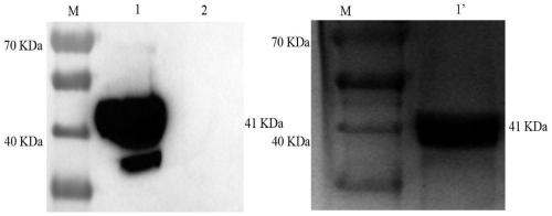 Recombinant baculovirus transfer vector containing porcine pseudorabies virus gD protein gene, recombinant baculovirus and preparation method and application thereof