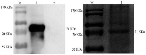 Recombinant baculovirus transfer vector containing porcine pseudorabies virus gD protein gene, recombinant baculovirus and preparation method and application thereof