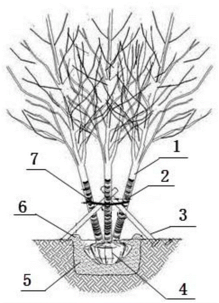 Planting method for planting single-trunk nursery stocks into clustered multi-trunk stocks in joined mode