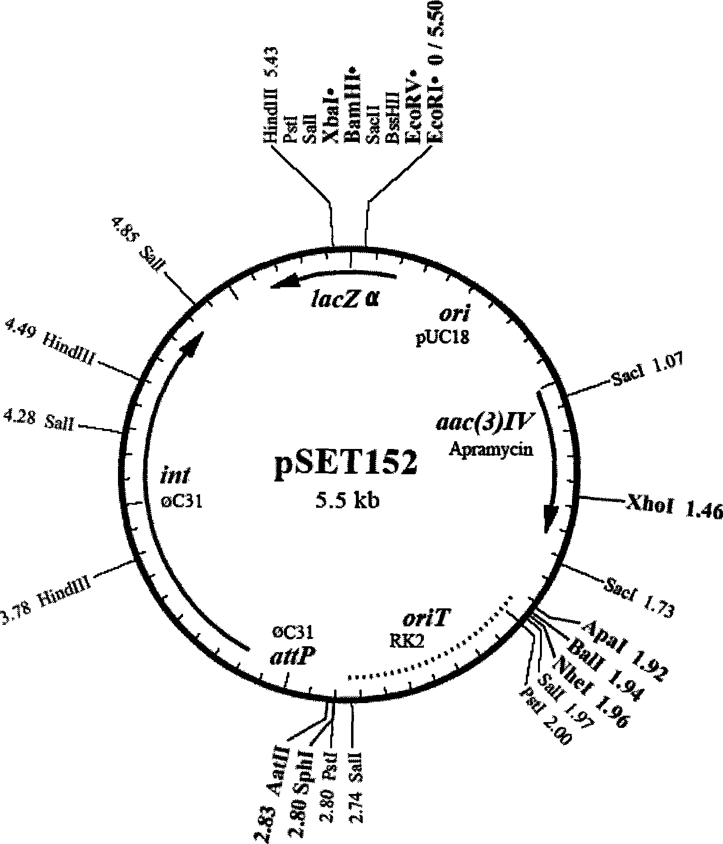 Streptomyces clavuligerus, as well as preparation method and application thereof