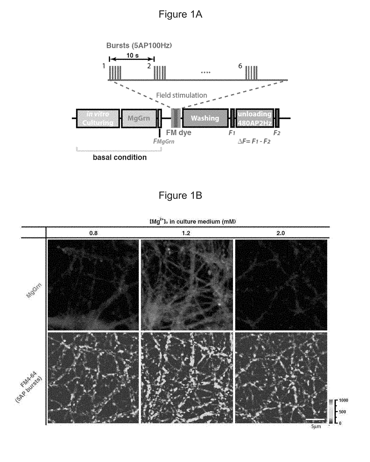 Methods of modifying neuronal function by changing intracellular magnesium levels