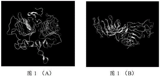 Peptide and application thereof