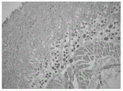 Peptide and application thereof