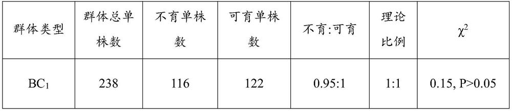 Brassica napus male sterile gene BnMS5e, cDNA, protein, vector, engineering bacterium and application thereof