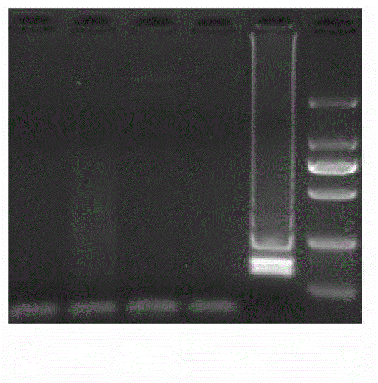 RT-LAMP (reverse transcription loop-mediated isothermal amplification) detection kit and RT-LAMP detection method for SVCV (spring viremia of carp virus)