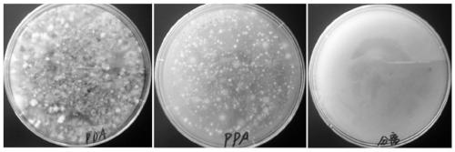 A rapid separation and detection method for fusarium in a sample and the culture medium used