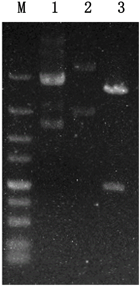 Low-peculiar smell bacitracin production bacillus licheniformis and construction method and application thereof