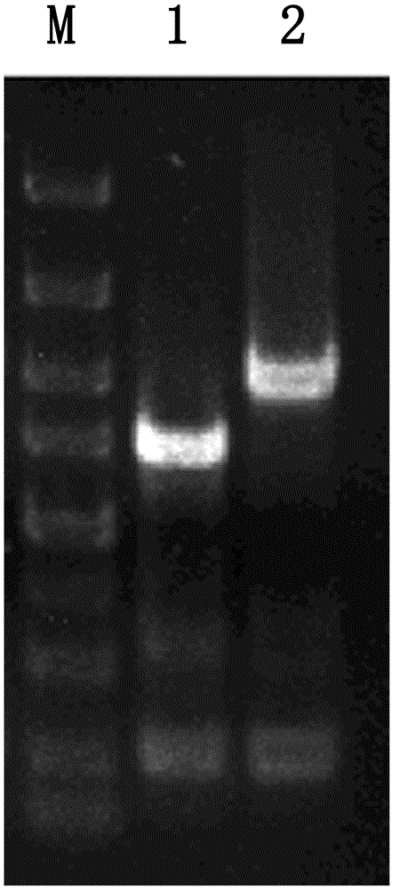 Low-peculiar smell bacitracin production bacillus licheniformis and construction method and application thereof