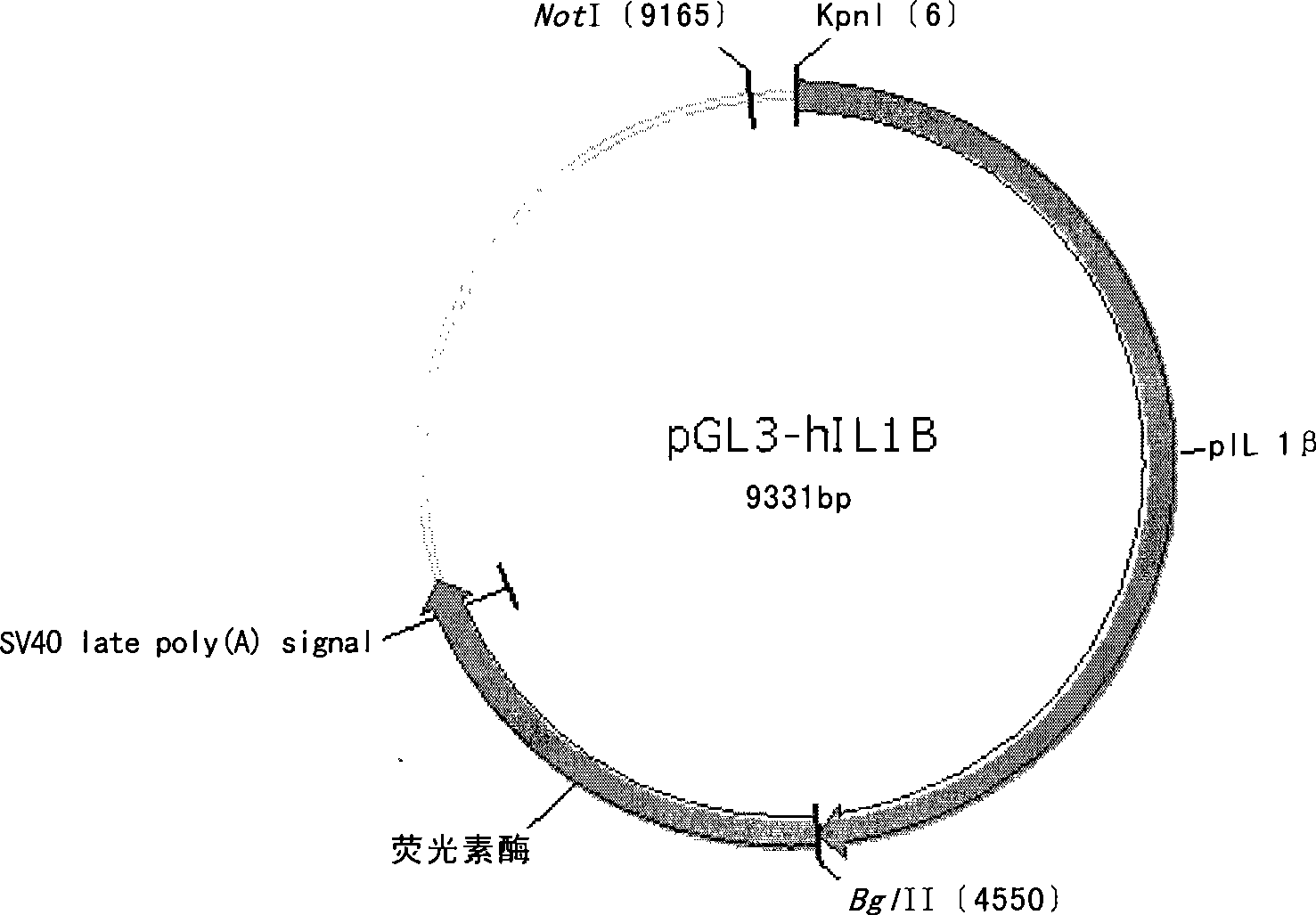 Construction of interleukin 1beta specific mouse optical imaging system and use thereof