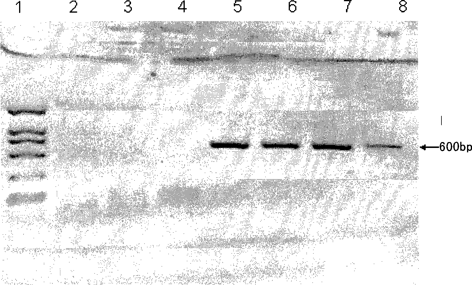 Construction of interleukin 1beta specific mouse optical imaging system and use thereof