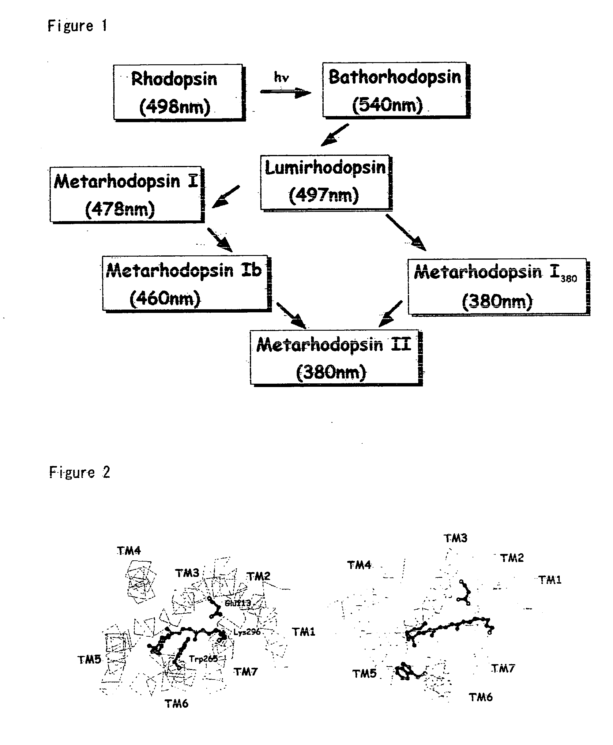 G protein-coupled receptor structural model and a method of designing ligand binding to g protein-coupled receptor by using the structural model