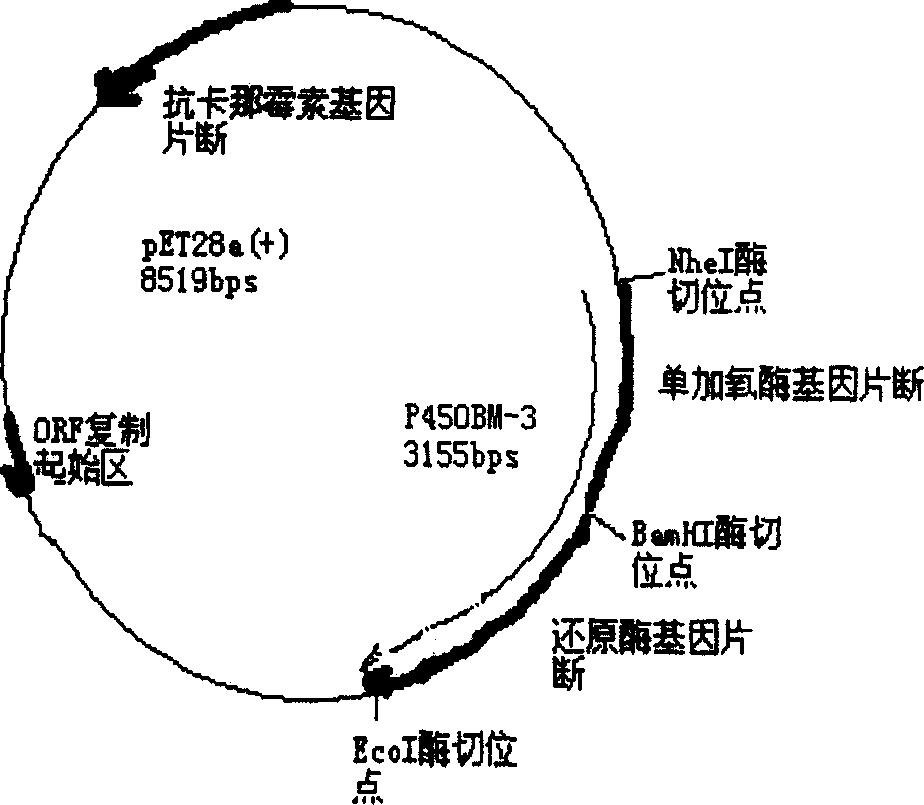 Cytochrome P450BM-3 monooxygehase varient gene and its use