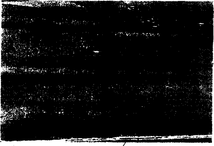 Cytochrome P450BM-3 monooxygehase varient gene and its use