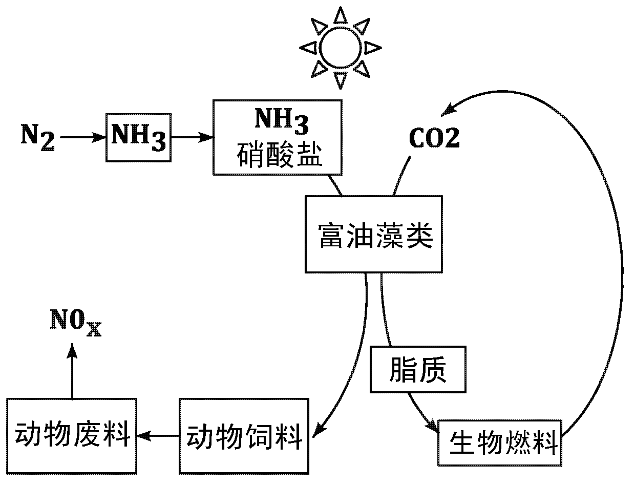 Biofuel and chemical production by recombinant microorganisms via fermentation of proteinacious biomass