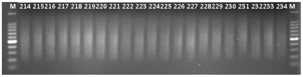 A high-throughput simplified genome sequencing library construction method