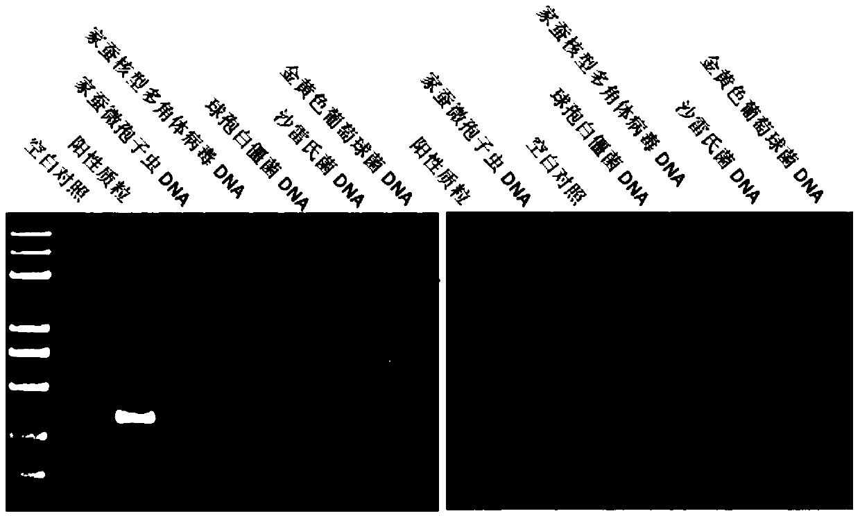 Primer pair, kit and detection method for rapid detection of Microsporidium silkworm