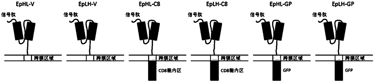 Chimeric antigen receptor mechanocyte as well as building method and application thereof